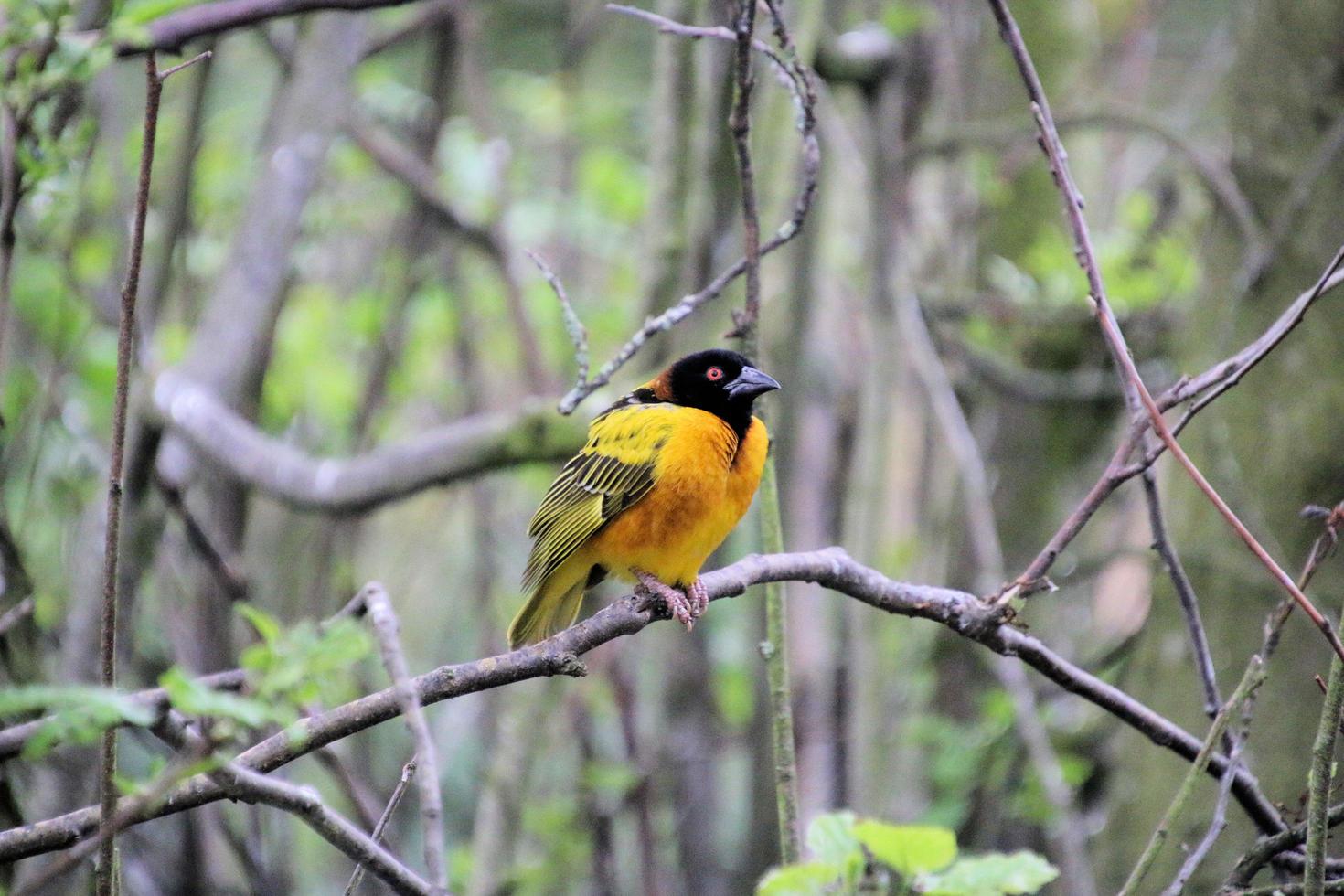 A view of a Weaver Bird photo