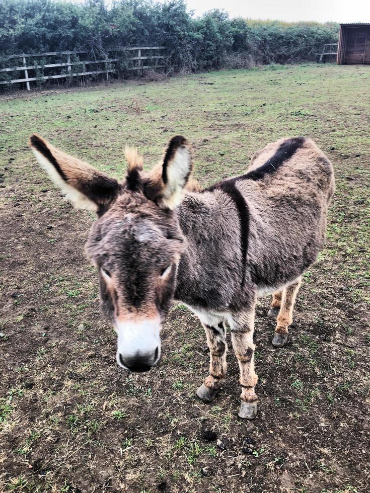 A view of a Donkey photo