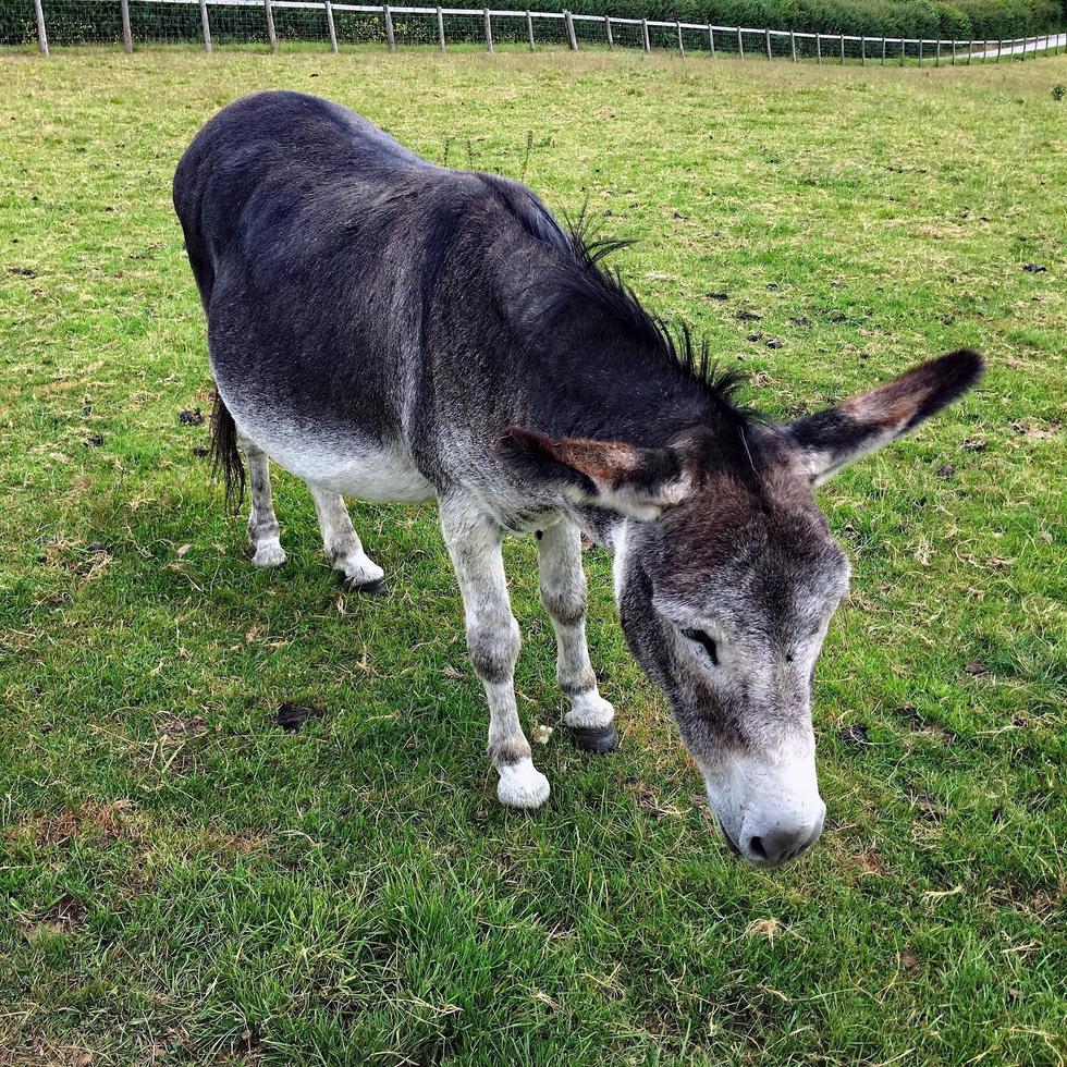 A view of a Donkey photo