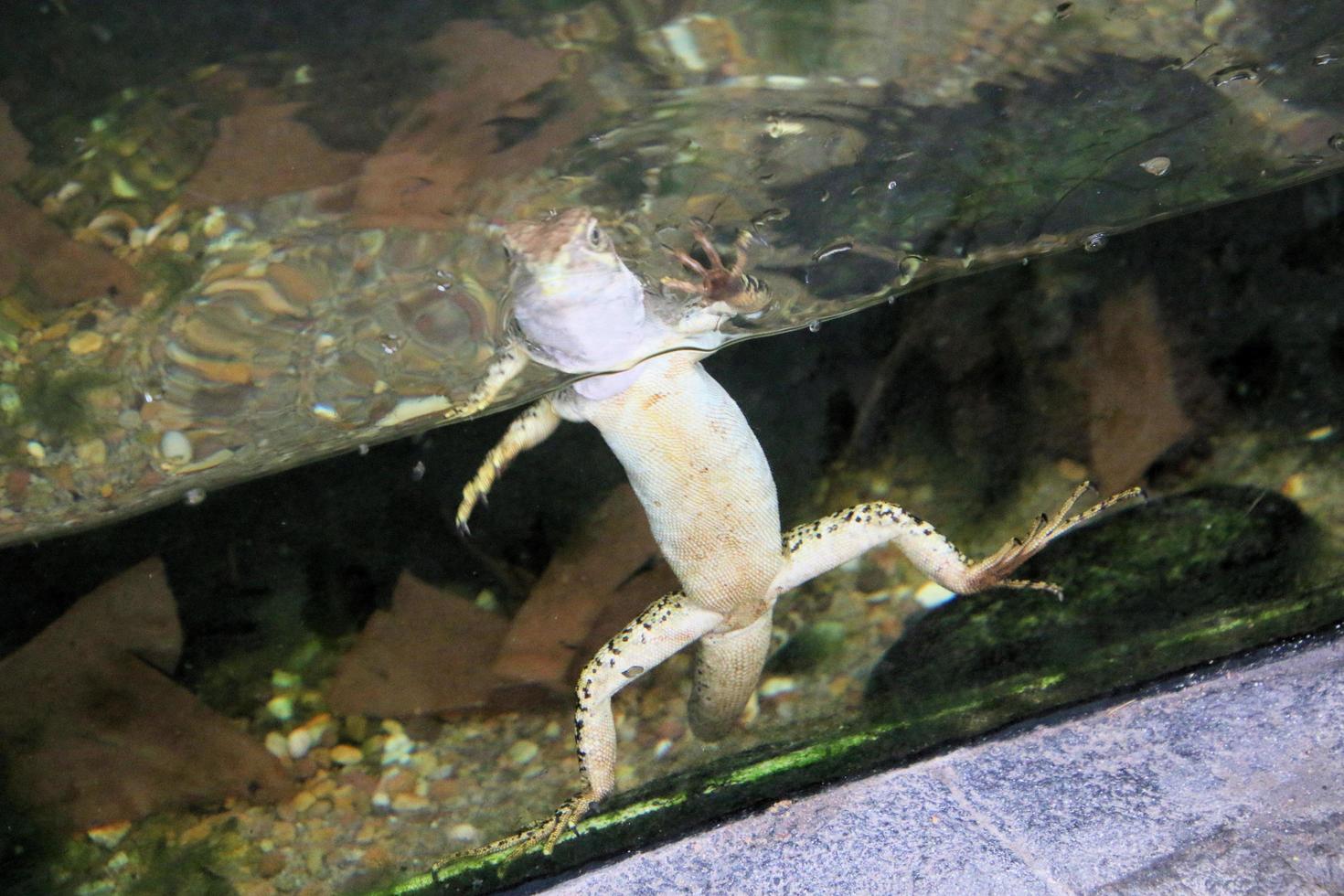 A view of a Lizard photo