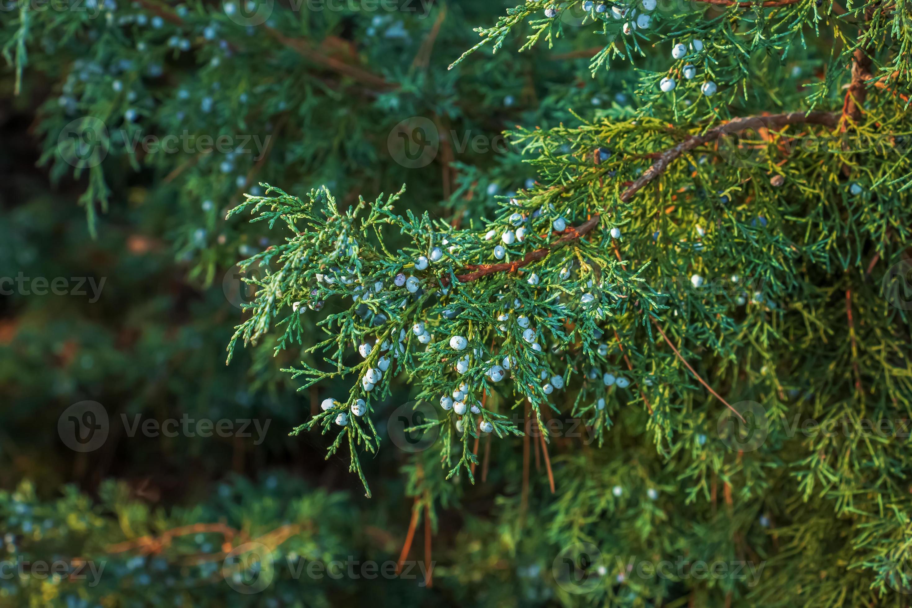 Image of Juniper branches growing in the park