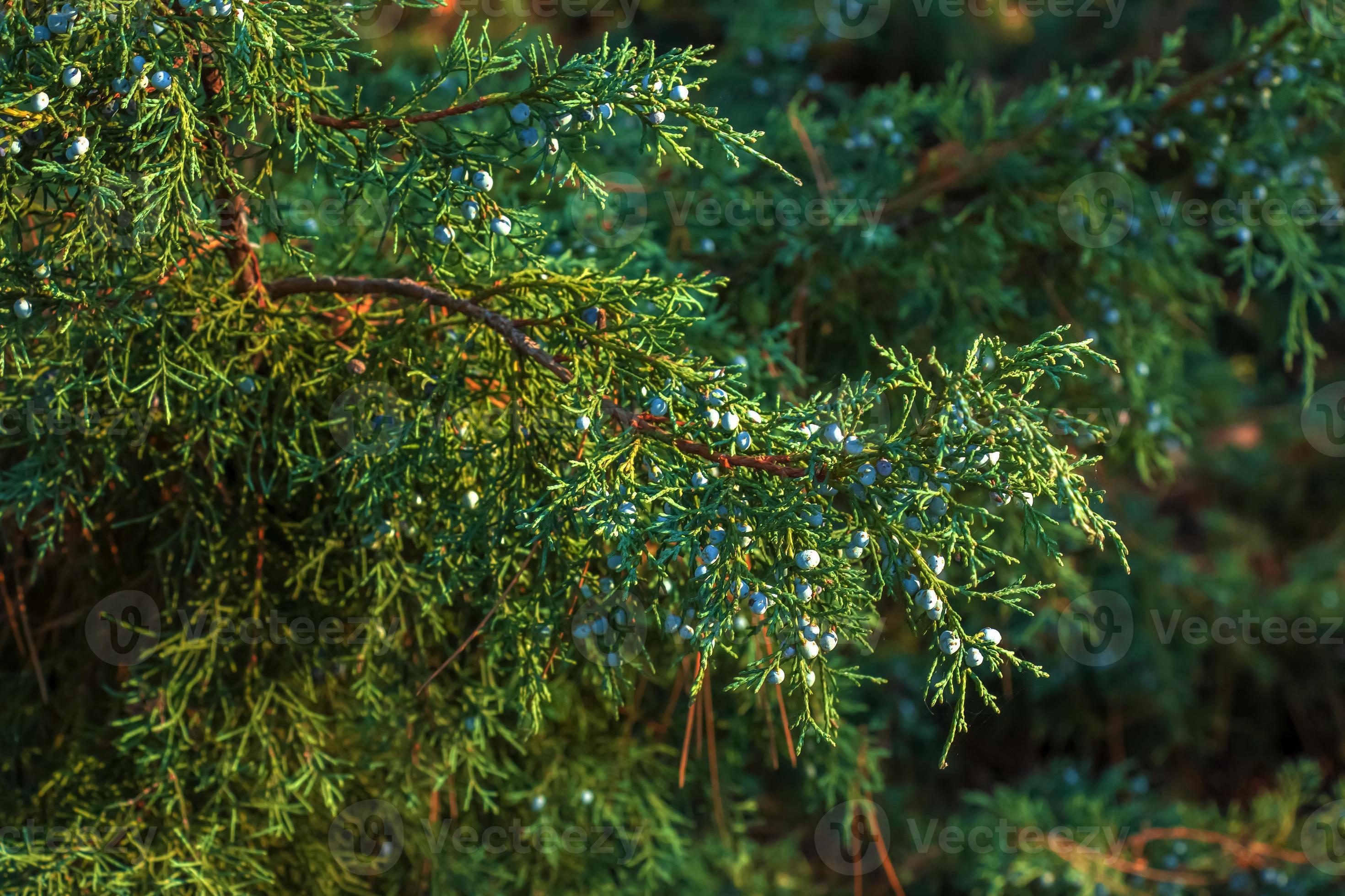 The juniper bush close up. Background with juniper branches growing in