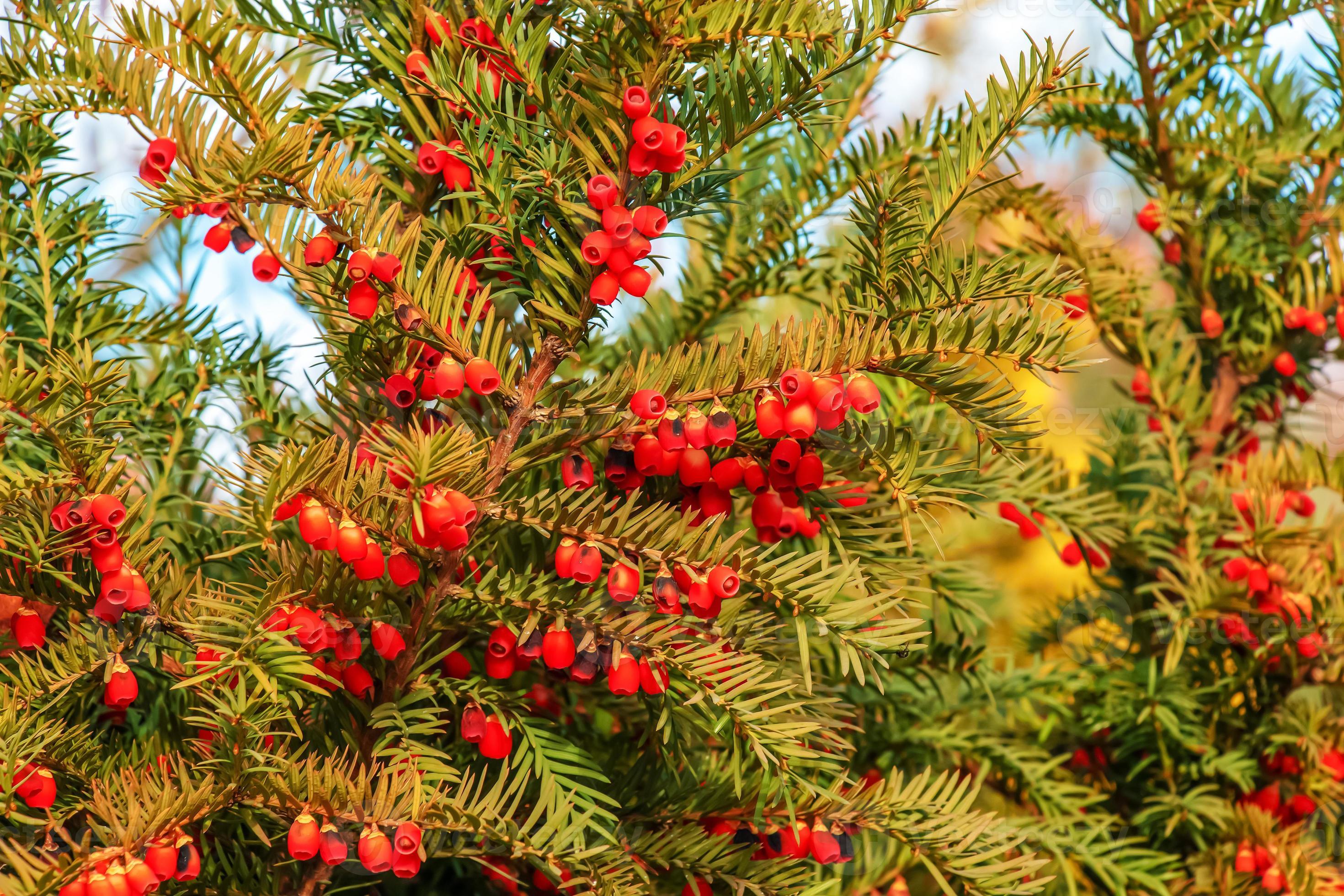 Yew tree with red fruits. Taxus baccata. Branch with mature berries