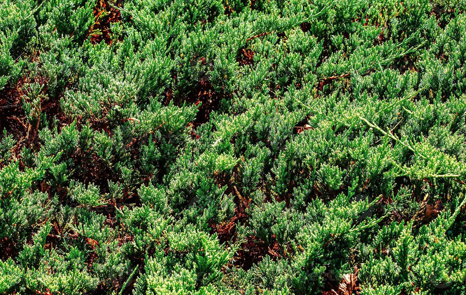 Juniper bush blue moon close-up. Background with juniper branches growing in the park. Evergreen coniferous plant. photo