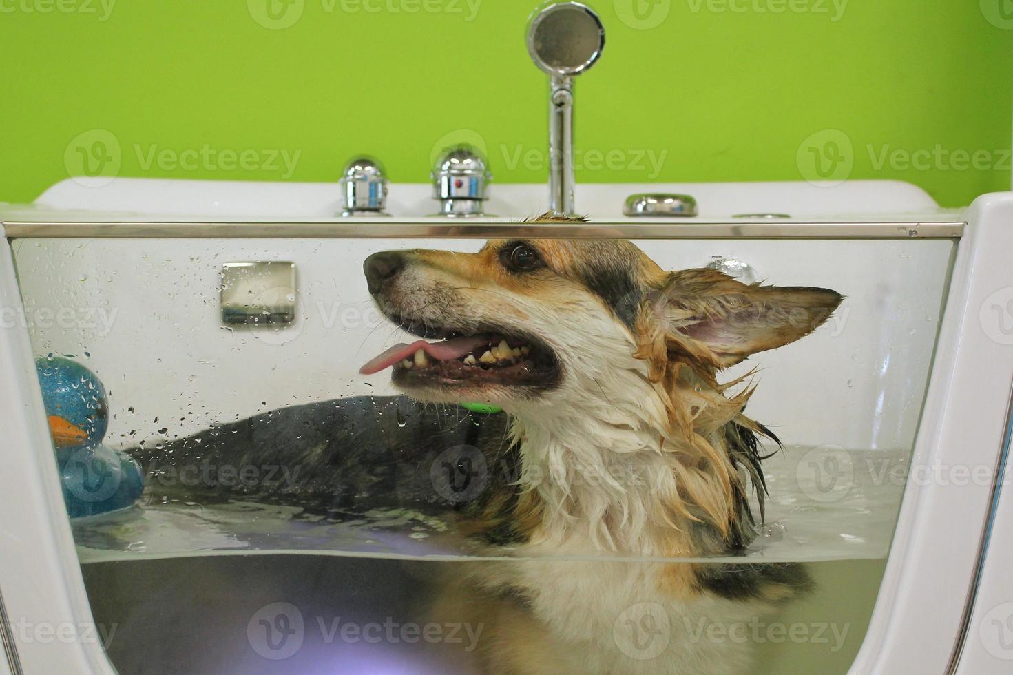 Funny welsh corgi pembroke dog taking relaxing ozone bubble bath in grooming salon. Animal care, wellness, spa procedure concept. Hygiene of pets, wet animal sitting in bathroom. Close-up photo
