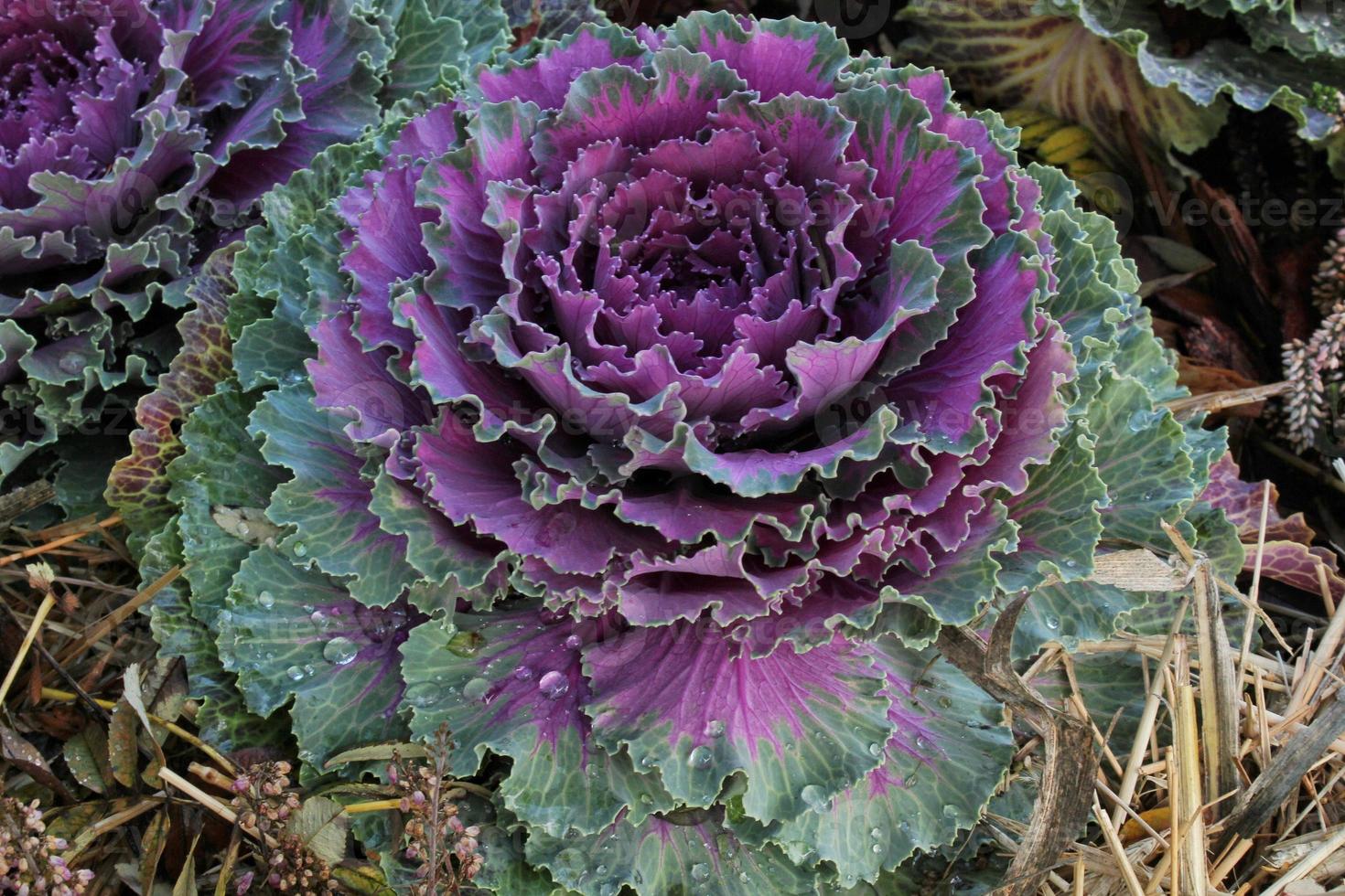 close-up-of-fresh-plant-leaves-decorative-purple-cabbage-brassica-oleracea-organic-vegetable-healthy-eating-concept-autumn-harvesting-vegan-food-agriculture-gardening-growing-and-bio-farming-photo.jpeg