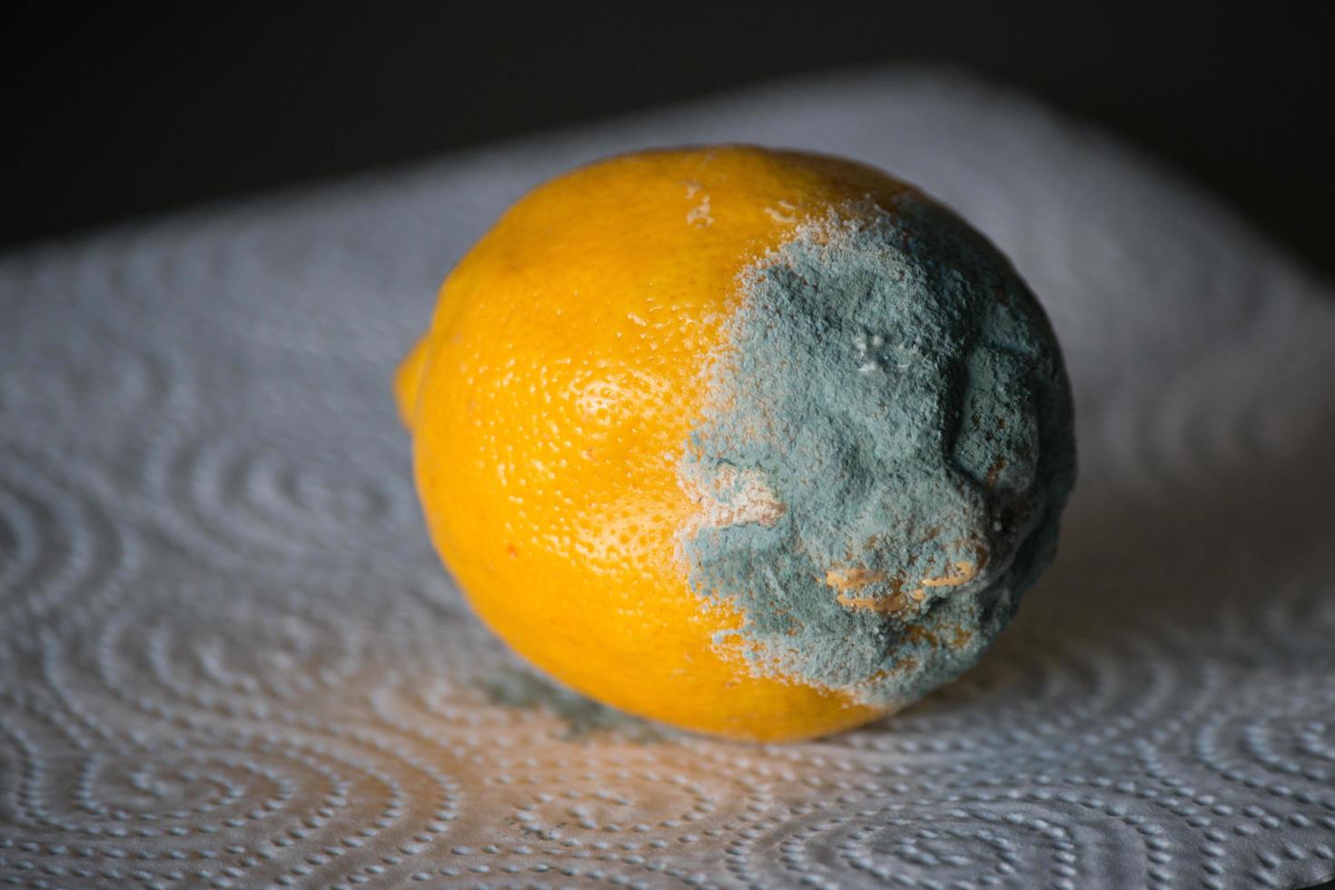Expired lemon with growing mold 14840805 Stock Photo at Vecteezy