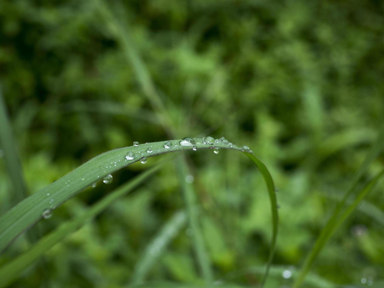 Nature background. Background photo