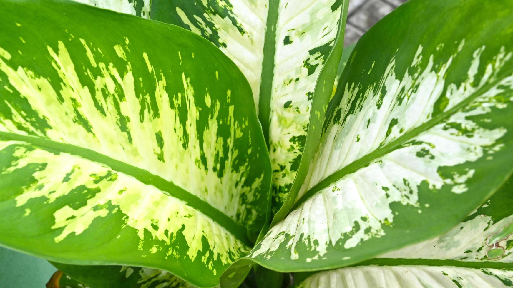 Landscape Dieffenbachia in the garden photo