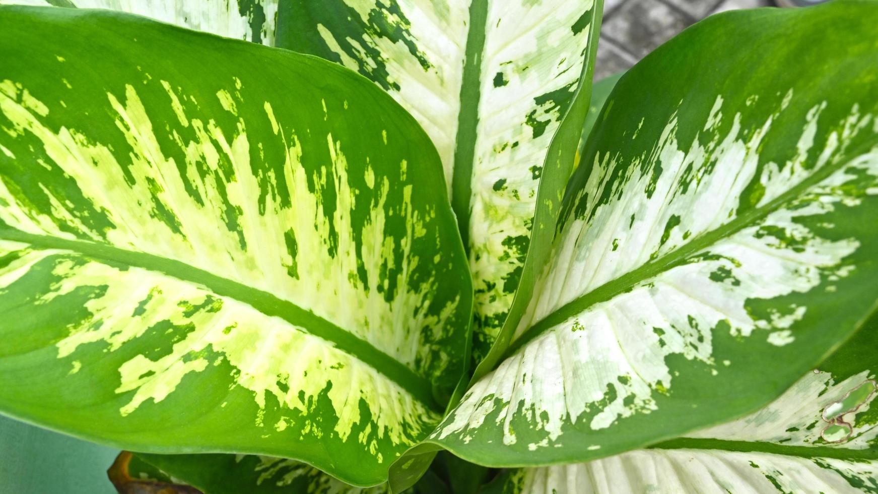 Landscape Dieffenbachia is an ornamental plant whose beauty comes from the shape of the crown and also the color of the leaves which vary green with light green or yellow spots photo