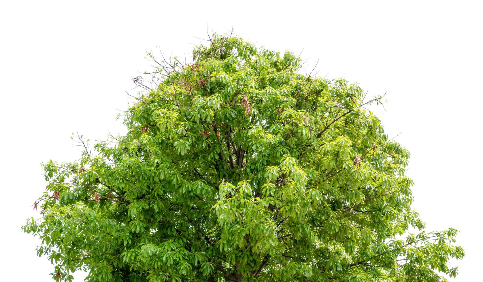 árbol aislado sobre fondo blanco foto