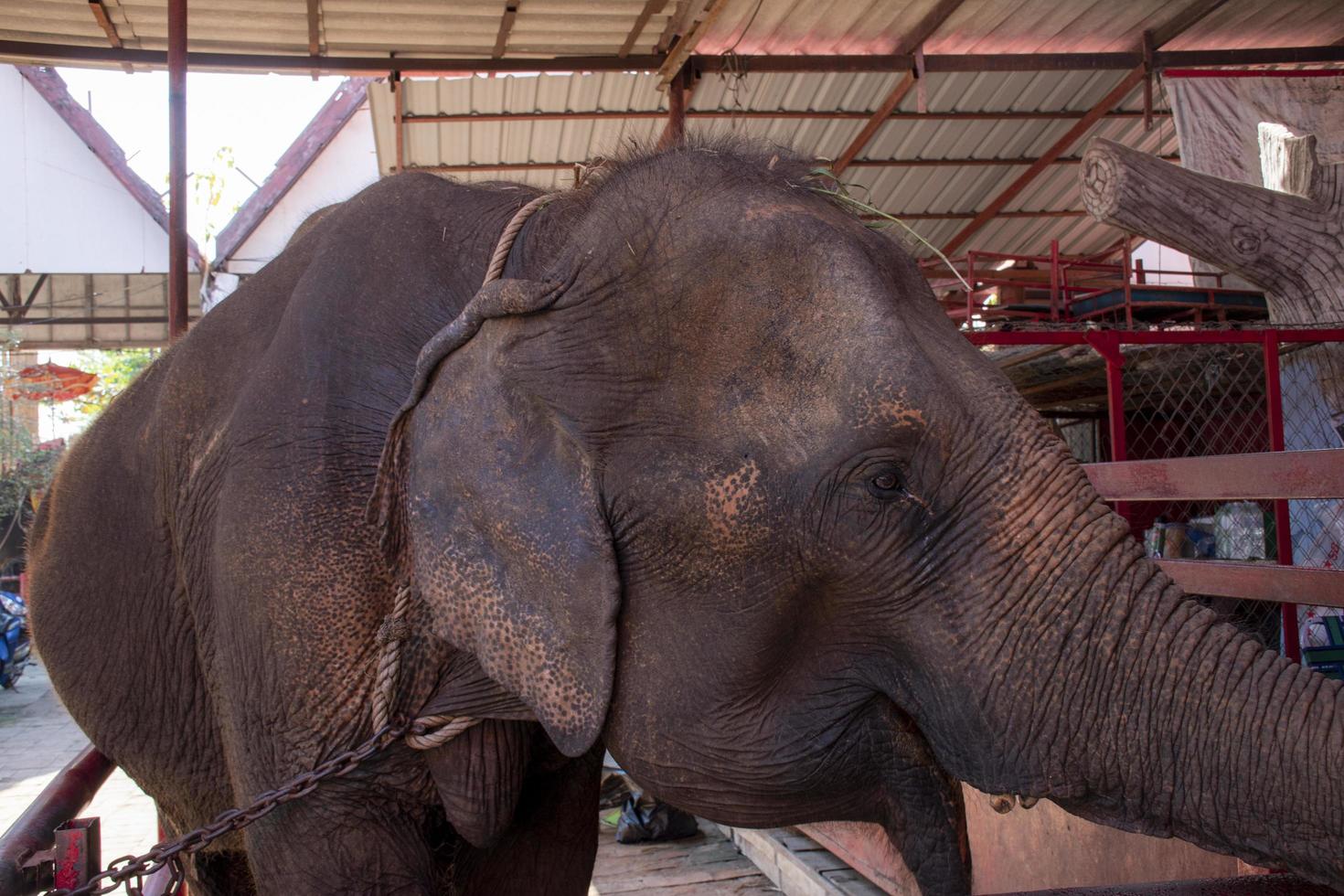 Portrait close up elephant in the zoo photo