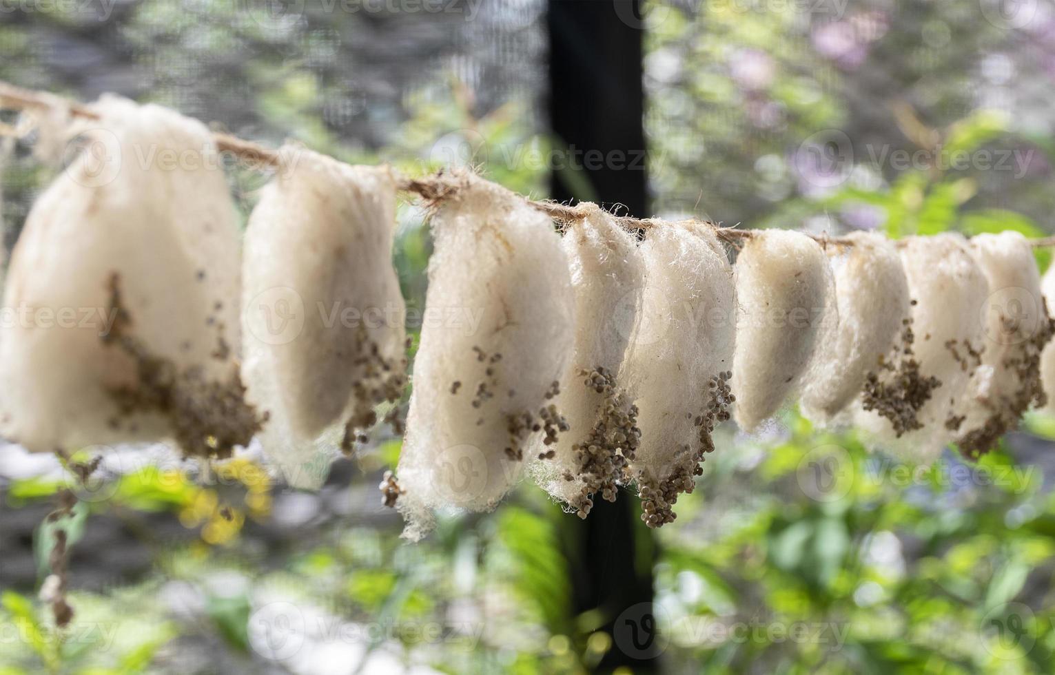 Close up line up butterfly pupa photo