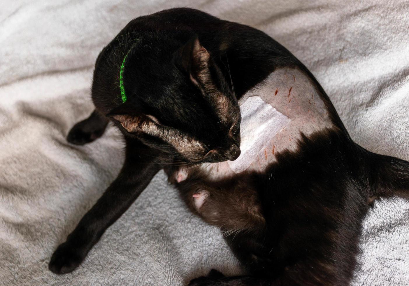 Black cat licking wound from neutering photo