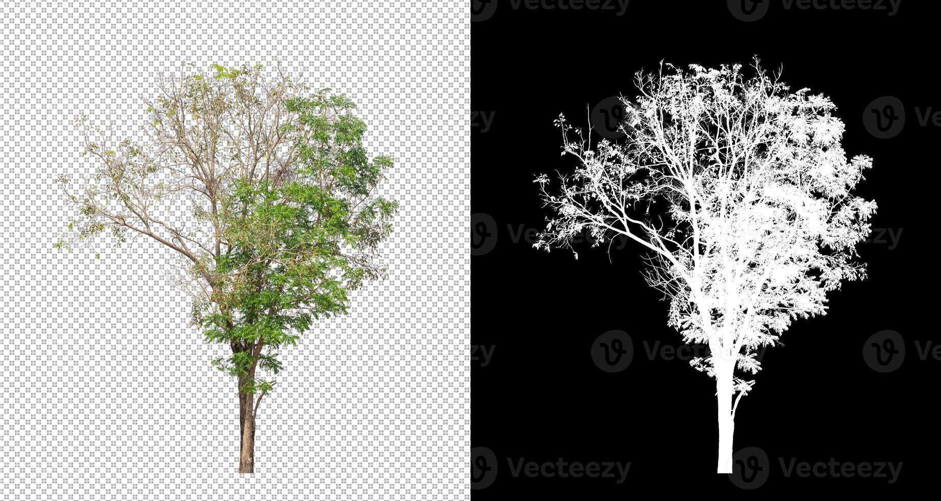 Tree on transparent picture background with clipping path, single tree with clipping path and alpha channel photo