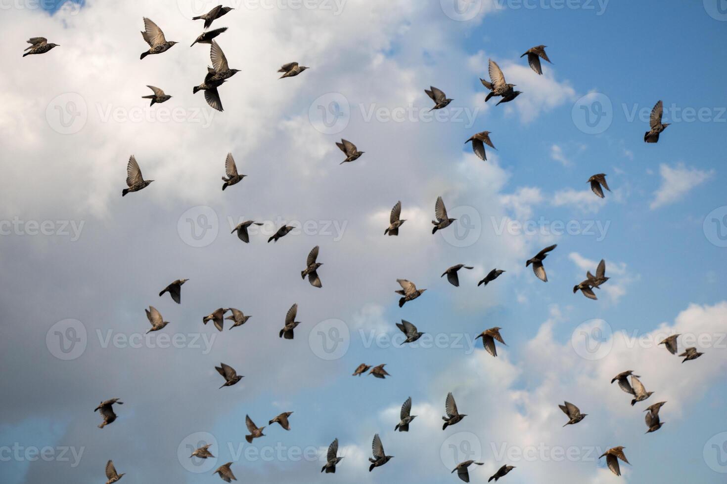 Flock of birds fly in the sky 14842603 Stock Photo at Vecteezy
