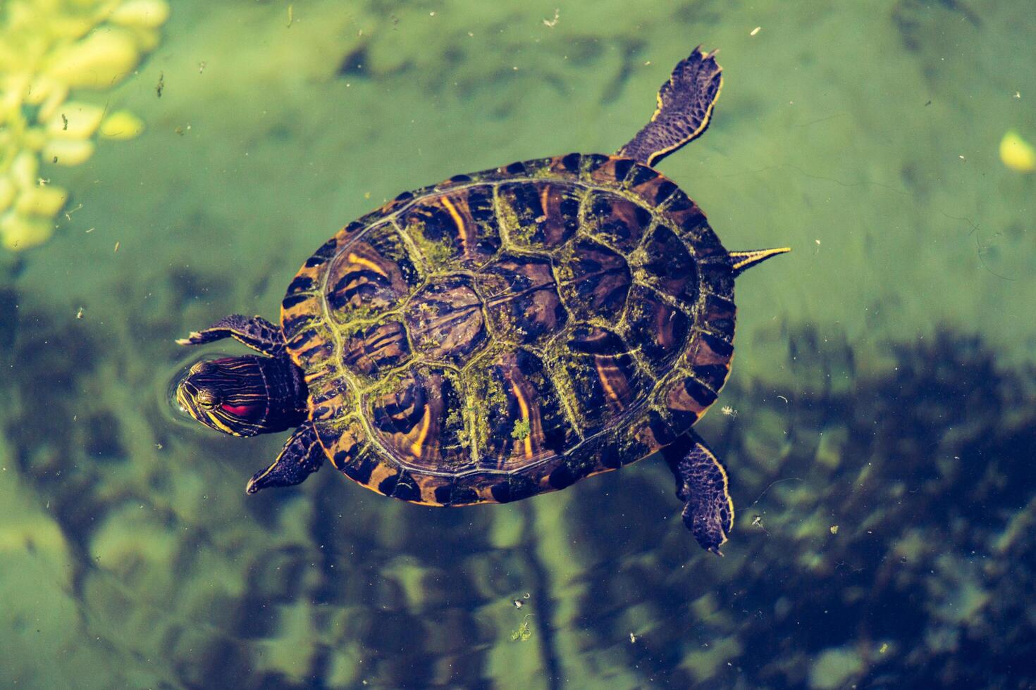 Lonely turtle found by a lake 14842823 Stock Photo at Vecteezy