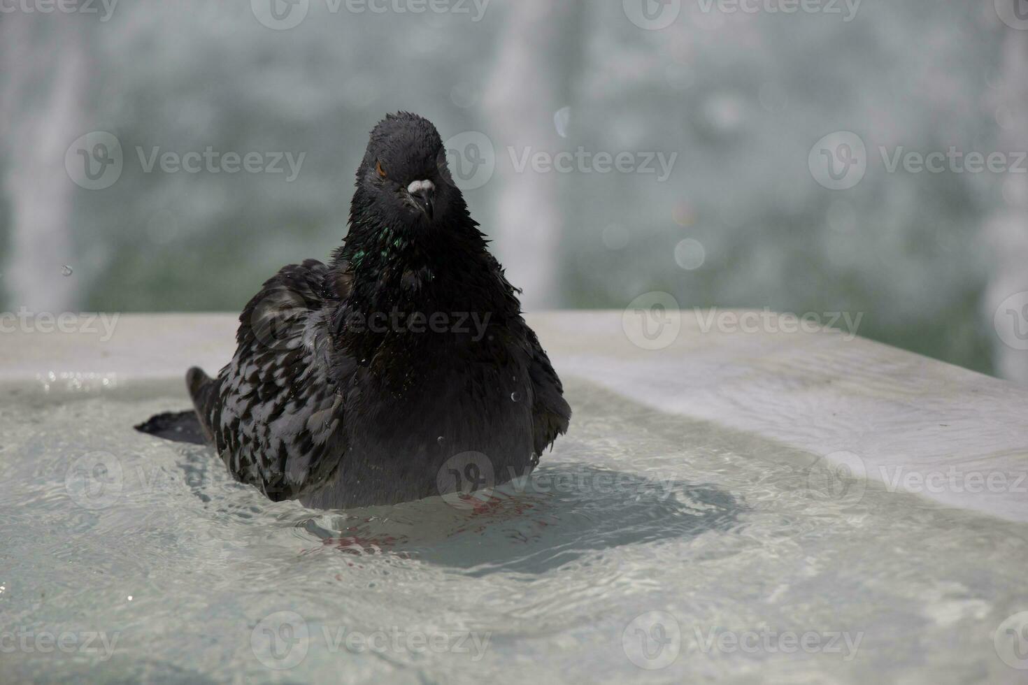 City pigeon by the side of  fountain photo
