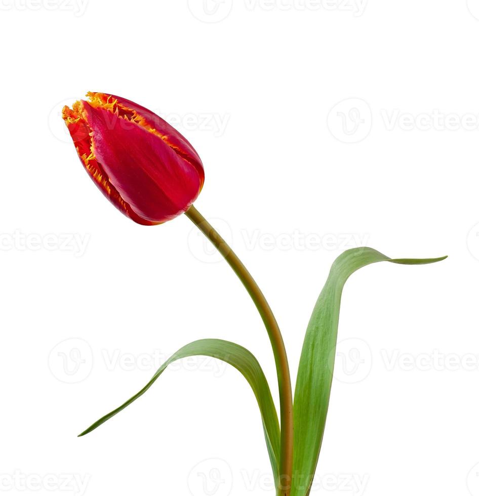 Spring bouquet of red tulips isolated on white background photo