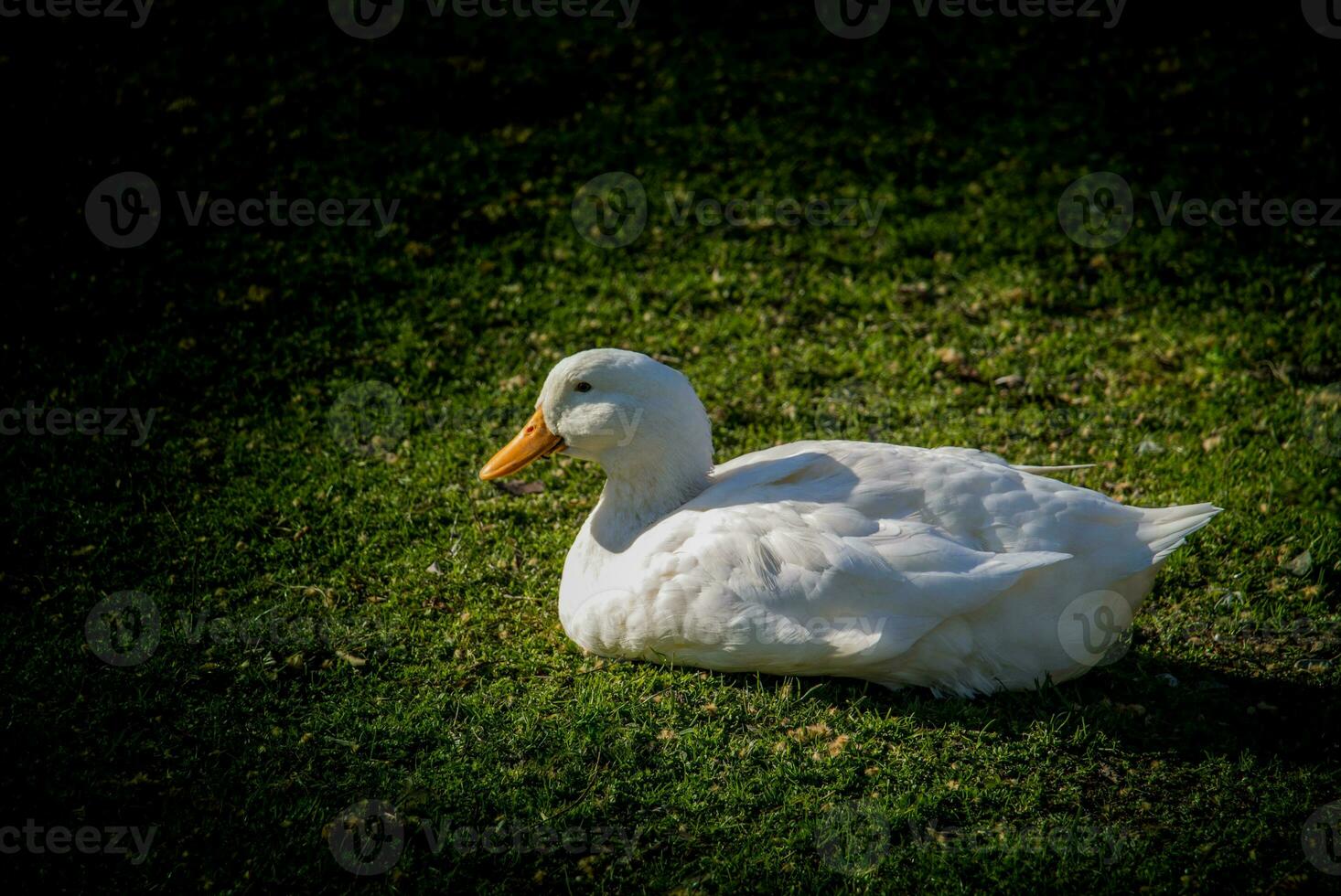 Domestic duck walking in the field photo