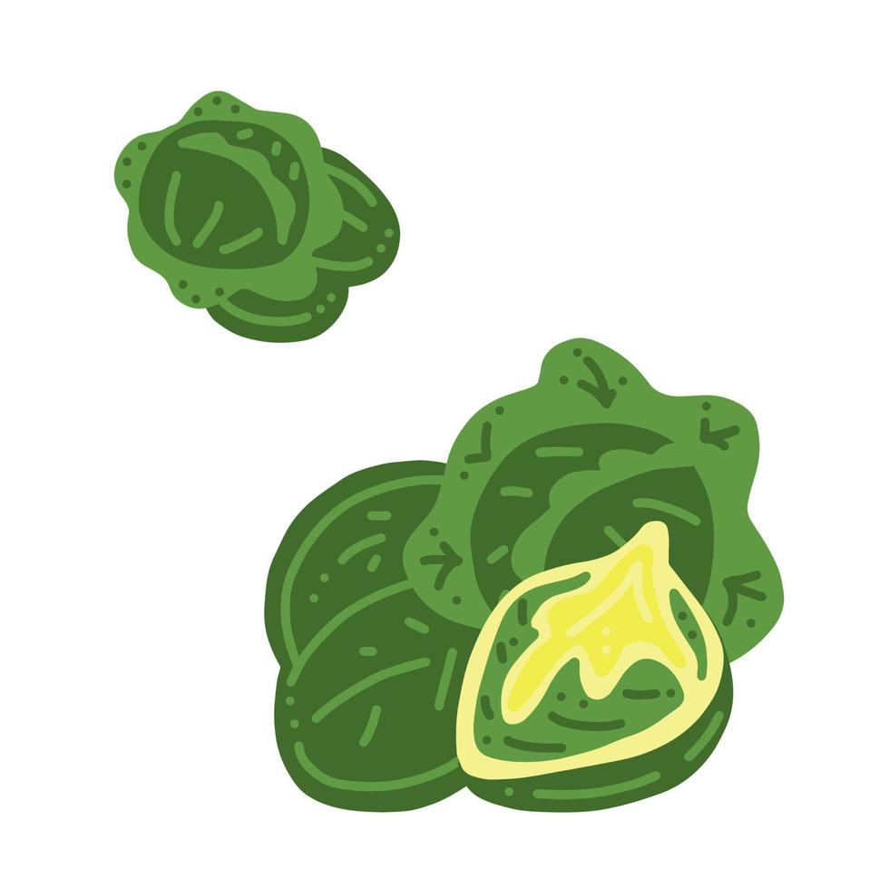 Cabbage.  Vector hand draw cartoon illustration.