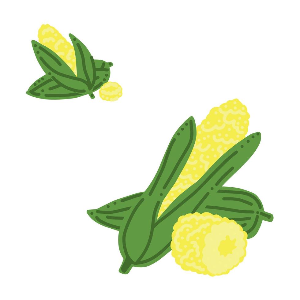 Corn. Ear of corn and slice. Good for posters, package, t-shirts, postcards, shopping bags. Vector hand draw cartoon illustration.