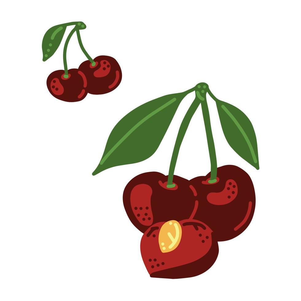 Cherry berry. Whole and half cherry with leaves. vector