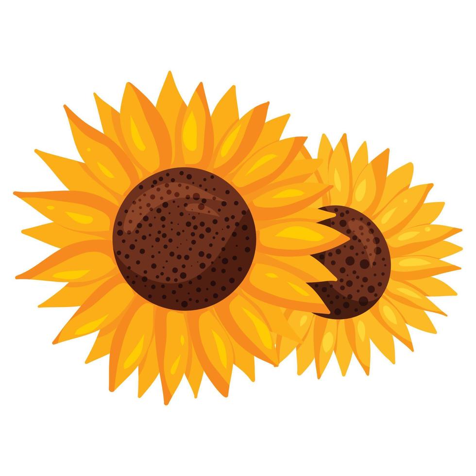 Two beautiful sunflowers, small and big vector
