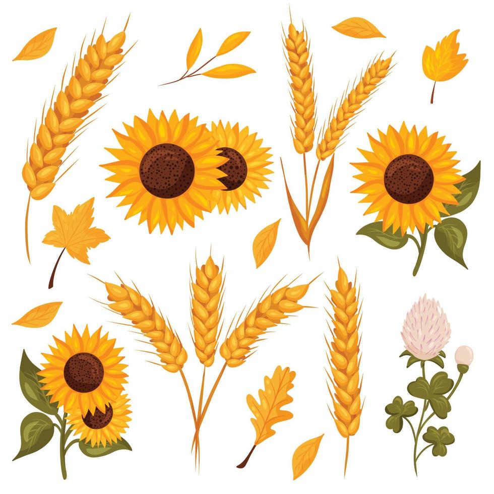 Autumn composition with leaves, wheat, sunflower and clover vector