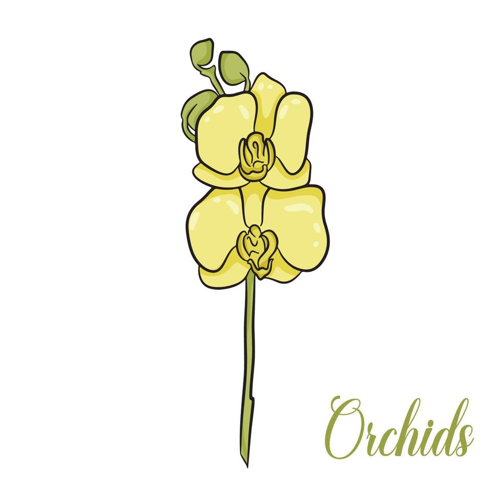 Beautiful yellow flowering orchid. Cartoon style. vector