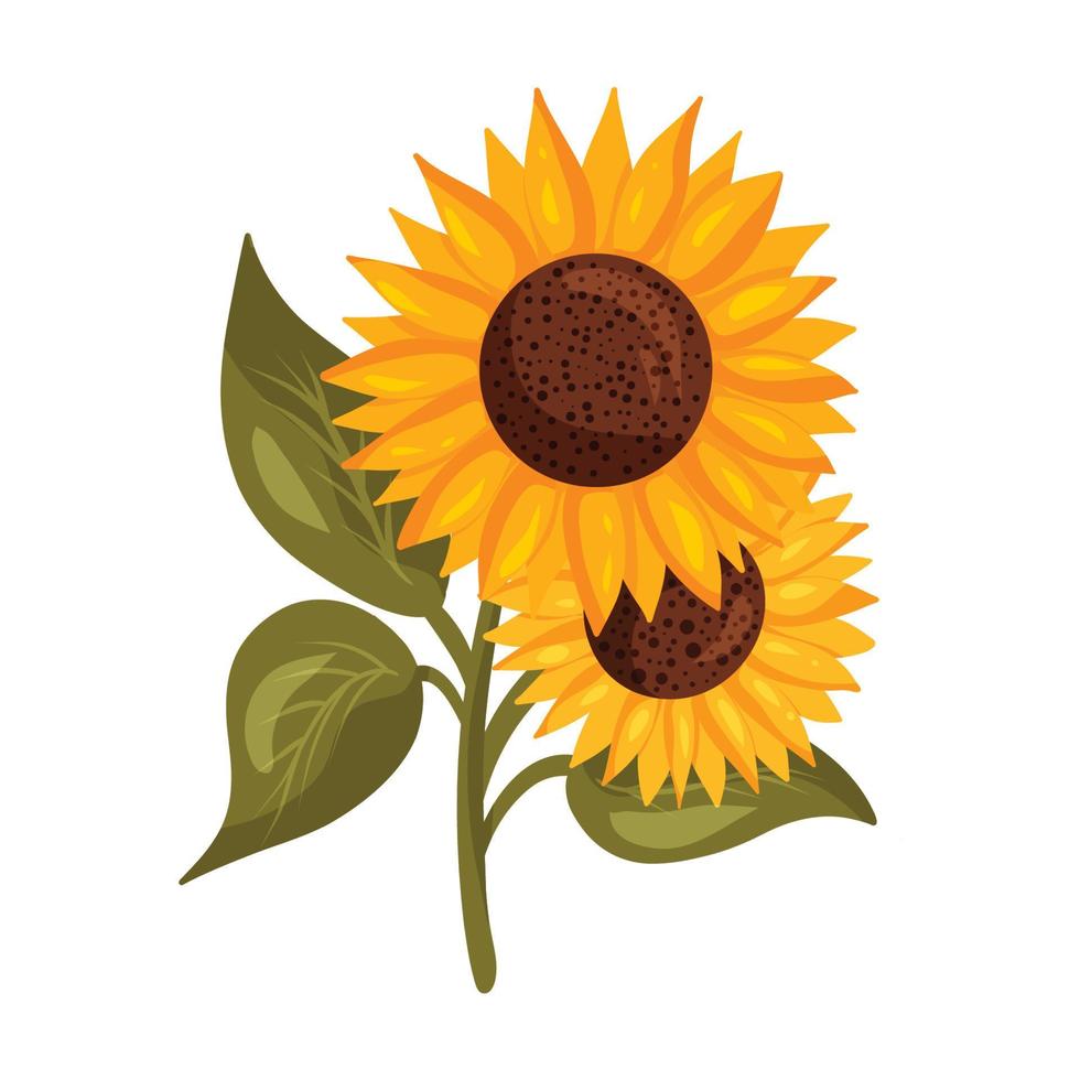 Sunflowers on stem with leaves vector