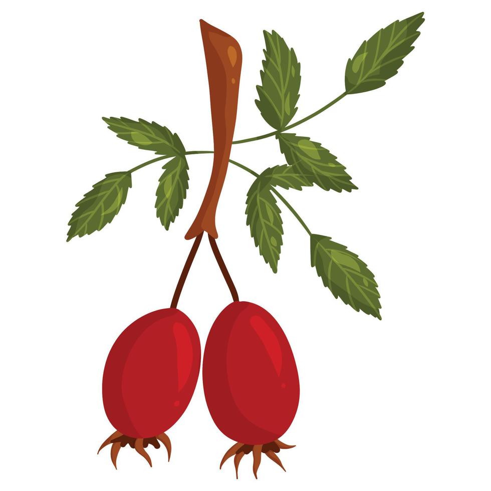Rose hip branch with green leaves vector