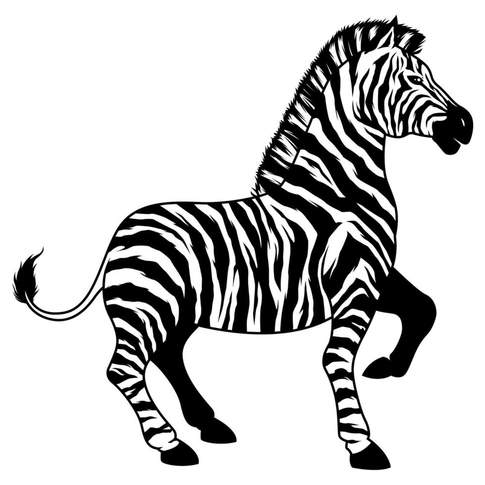 Zebra on White vector