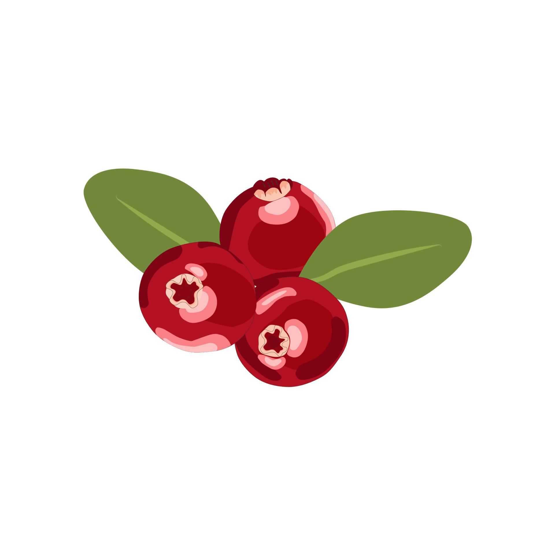 Fresh and juicy cranberries with leaves isolated on the white