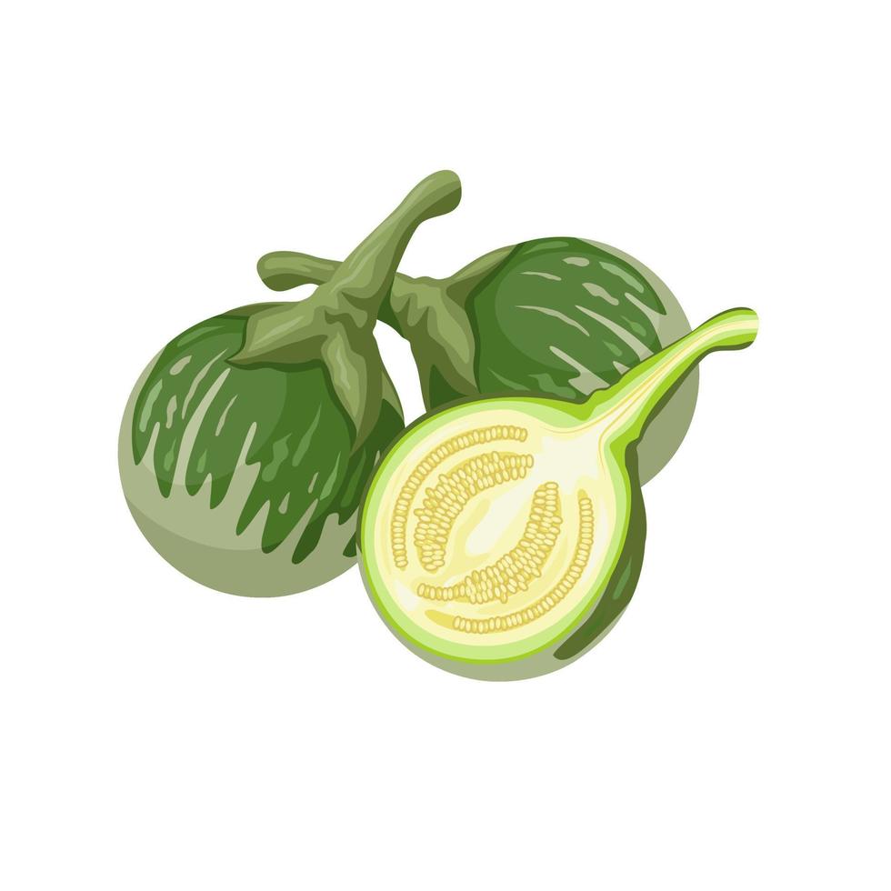 Vector illustration, thai eggplant or Solanum melongena, isolated on white background.