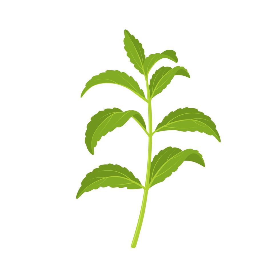 ilustración vectorial, stevia u hoja dulce, también llamada hoja de azúcar, aislada en fondo blanco. vector