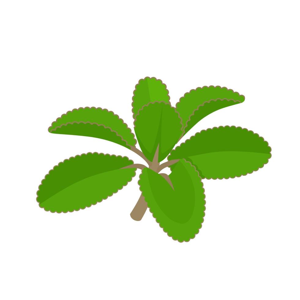 ilustración vectorial, kalanchoe pinnata también llamada hoja milagrosa, planta de hierbas, aislada en fondo blanco. vector