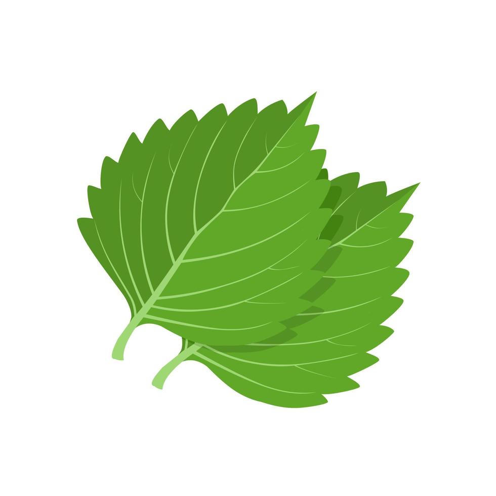 Vector illustration, green shiso leaf, or Perilla frutescens, isolated on white background.