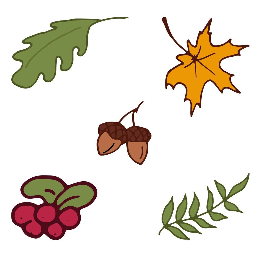 Autumn leaves, acorns, berries. Icons, stickers. Isolated Vector Illustration