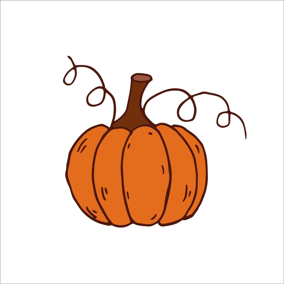 Pumpkin isolated. Autumn harvest, thanksgiving, halloween. Orange, brown. Vector illustration