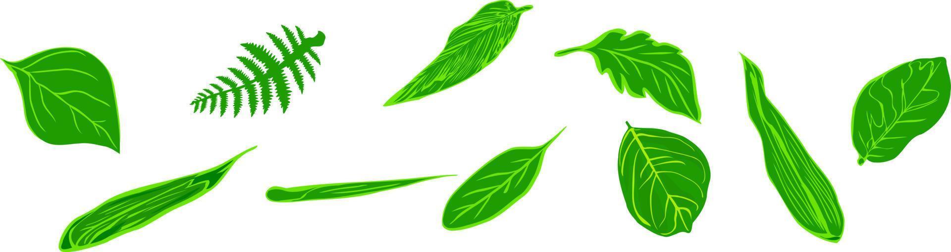 hojas verdes de la naturaleza en blanco vector