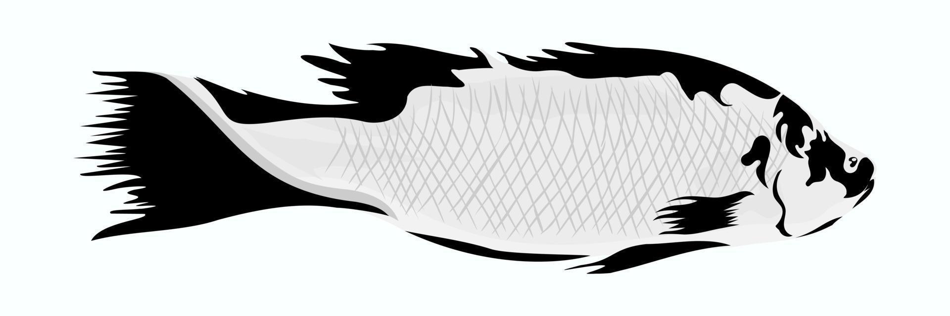 Barramundi fish isolated on white background vector
