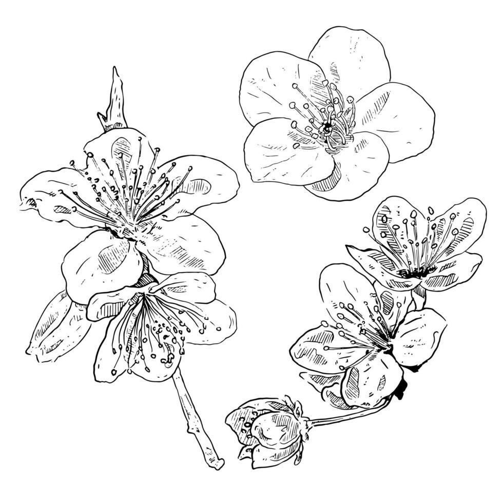 set of sketch and hand drawn botanical flower cherry blossom vector