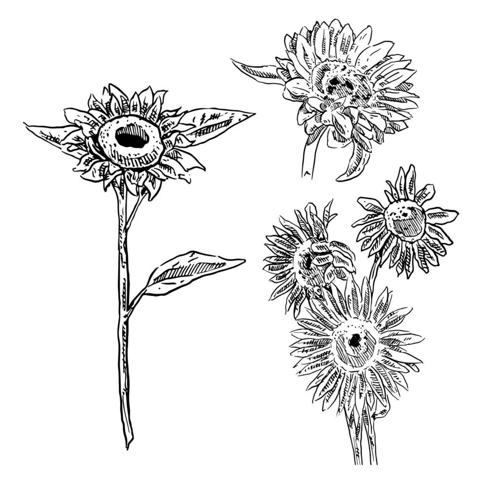 set of sketch and hand drawn sunflower element set vector