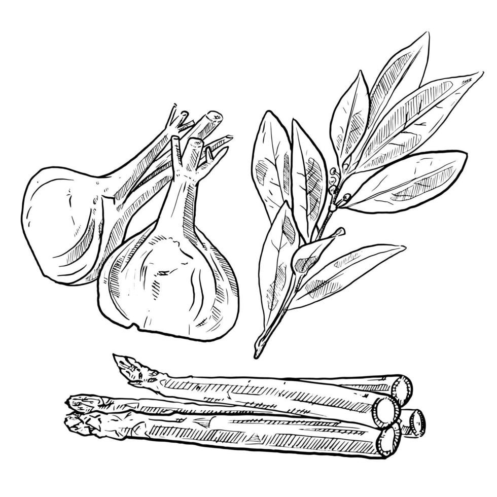 set of sketch and hand drawn spice vegetable and herb garlic bay leaves asparagus vector