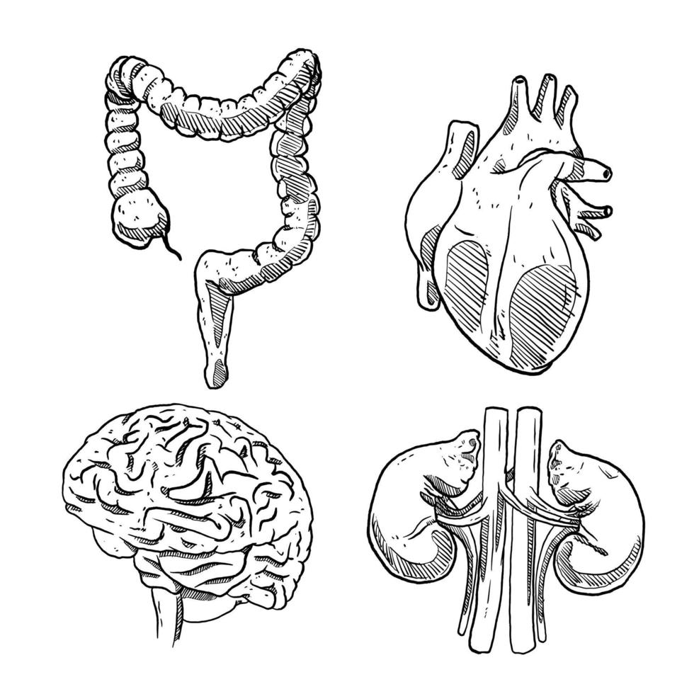 conjunto de boceto y órgano humano dibujado a mano cerebro riñón intestino y corazón vector