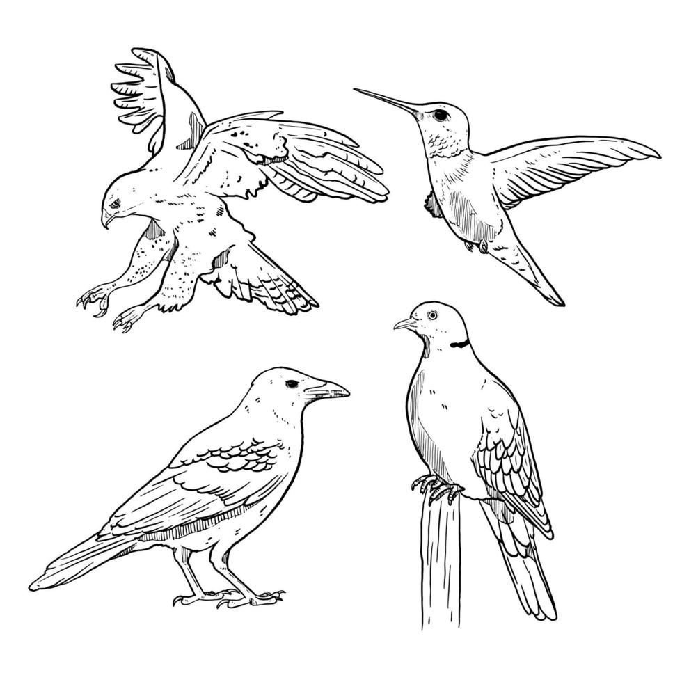 set of sketch and hand drawn bird collection set hawk dove hummingbird crow vector