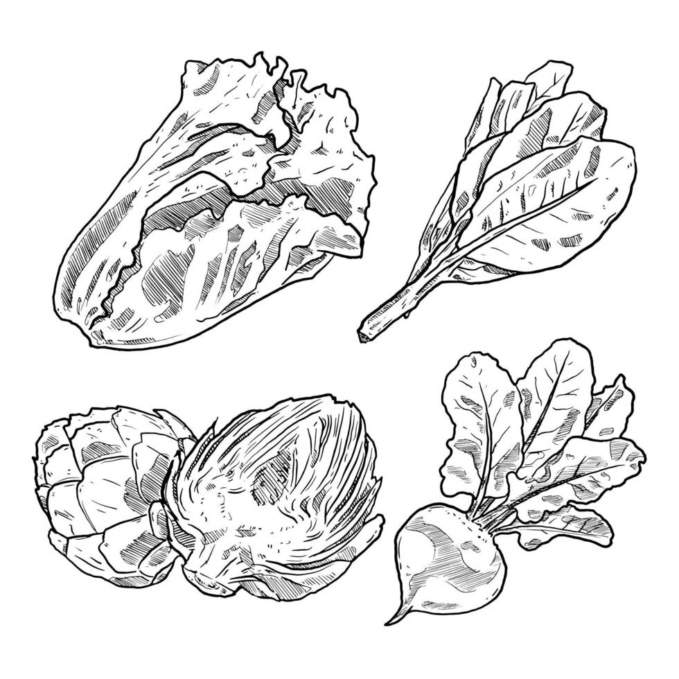 set of sketch and hand drawn vegetable lettuce spinach artichoke and turnip vector