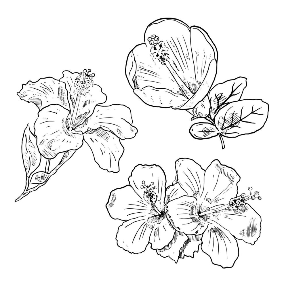 set of sketch and hand drawn botanical flower hibiscus vector