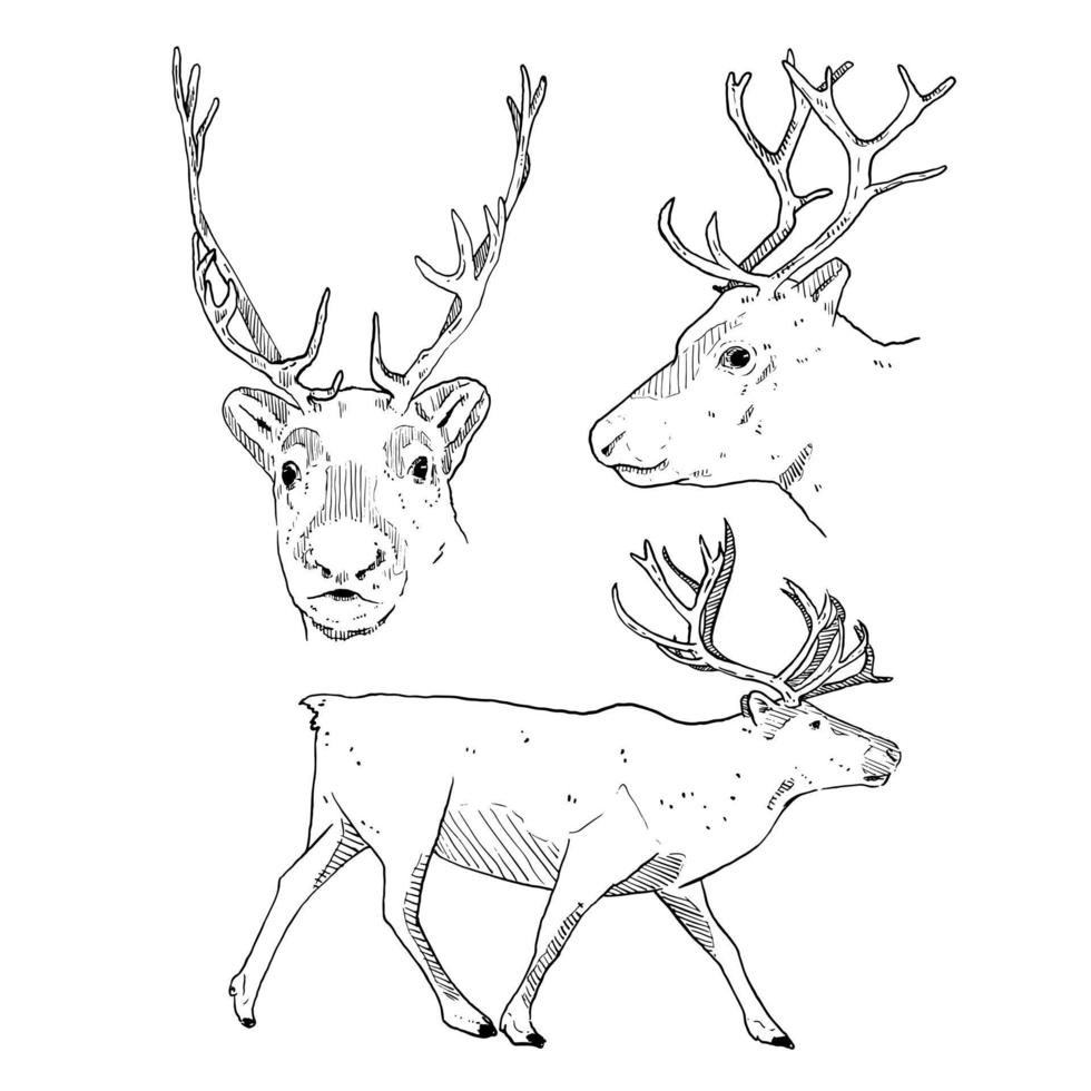 conjunto de bocetos y elementos dibujados a mano vida silvestre animal reno vector